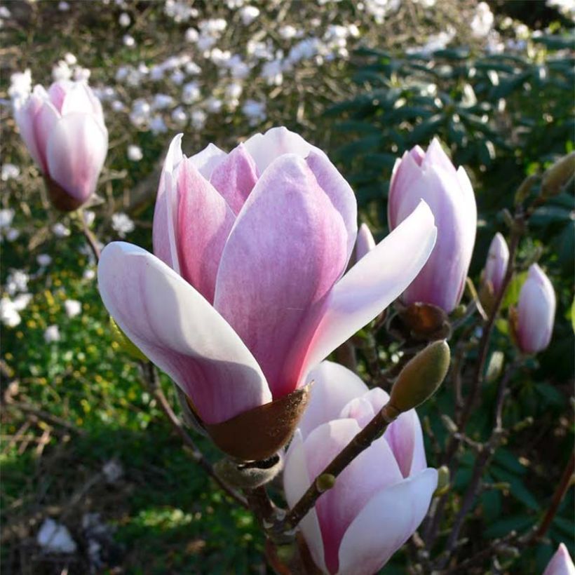 Magnolia soulangeana Satisfaction - Gewone magnolia (Bloei)