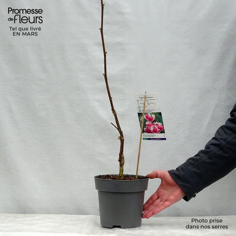 Exemplaar van Magnolia soulangeana Satisfaction - Gewone magnolia Pot van 2 l/3 l zoals geleverd in de lente