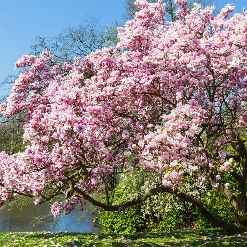 Magnolia soulangeana - Gewone magnolia (Groeiplaats)