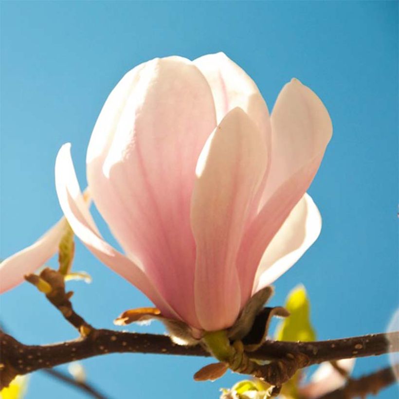 Magnolia sprengeri Pink Beauty - Beverboom (Bloei)