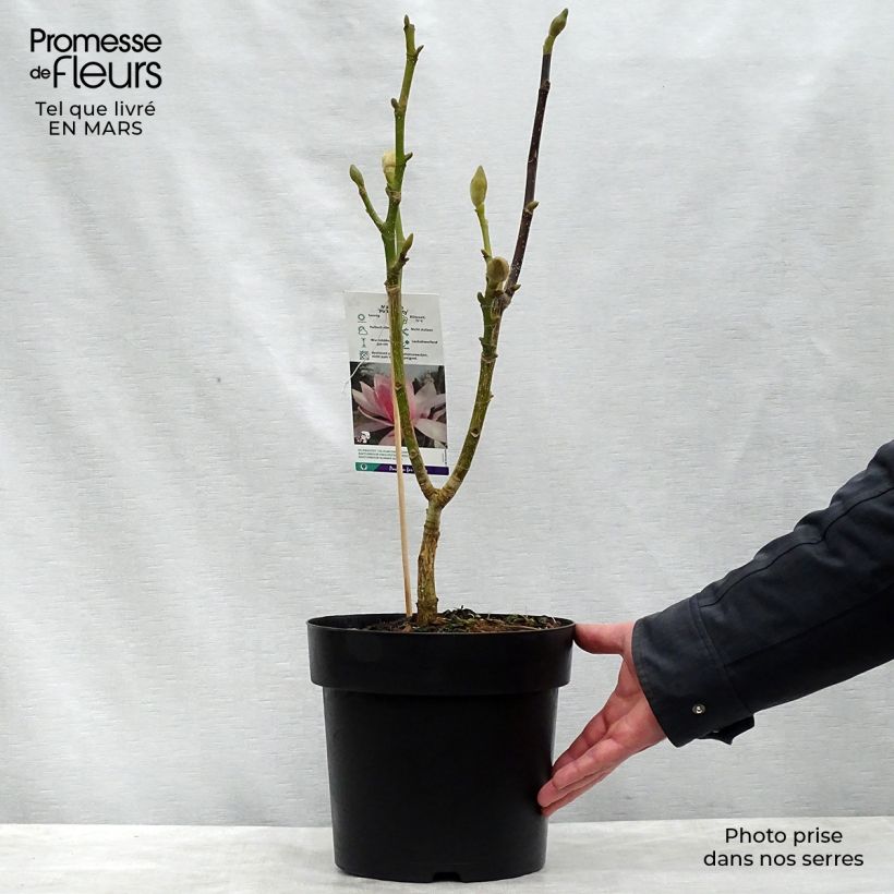 Exemplaar van Magnolia sprengeri Pink Beauty - Beverboom Pot van 6 l/7 l zoals geleverd in de lente