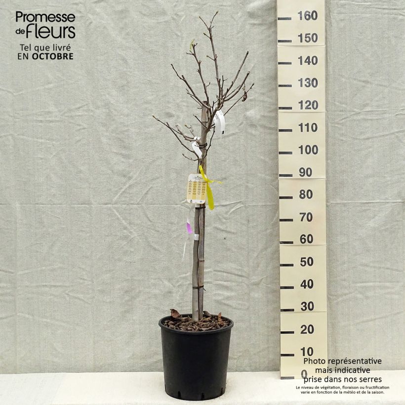Exemplaar van Magnolia stellata - Stermagnolia Pot van 18 l/20 l, Half-hoge stam zoals geleverd in de herfst