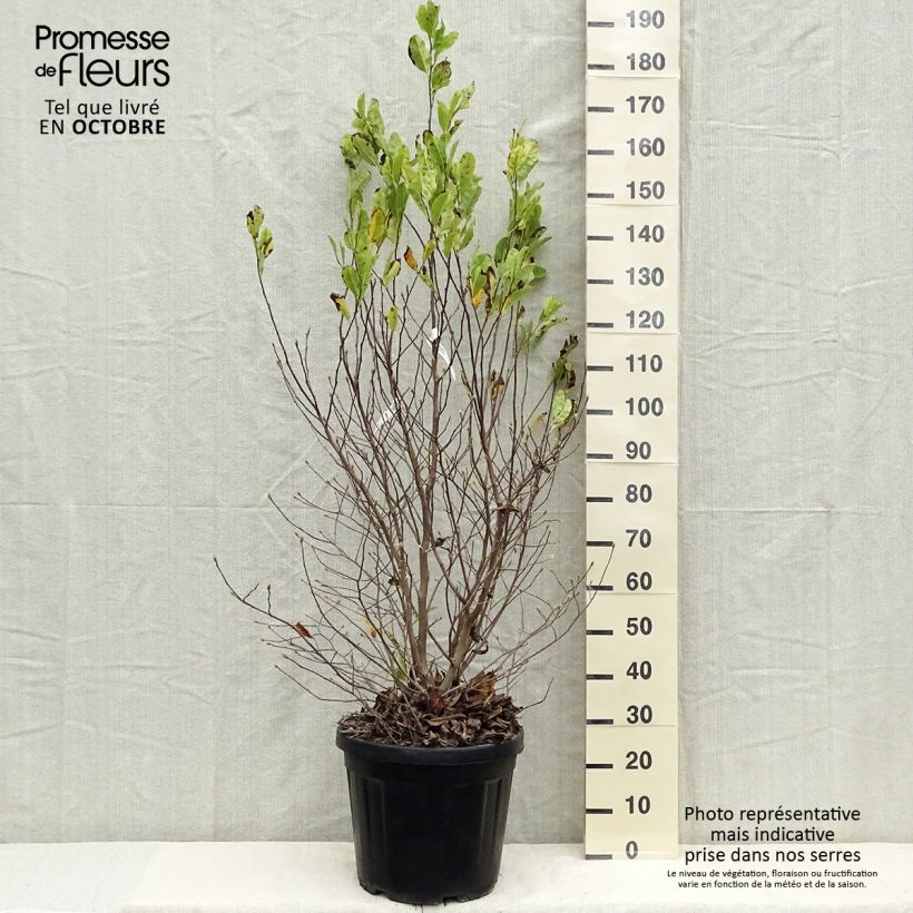 Exemplaar van Magnolia stellata - Stermagnolia Pot van 20 l/25 l zoals geleverd in de herfst