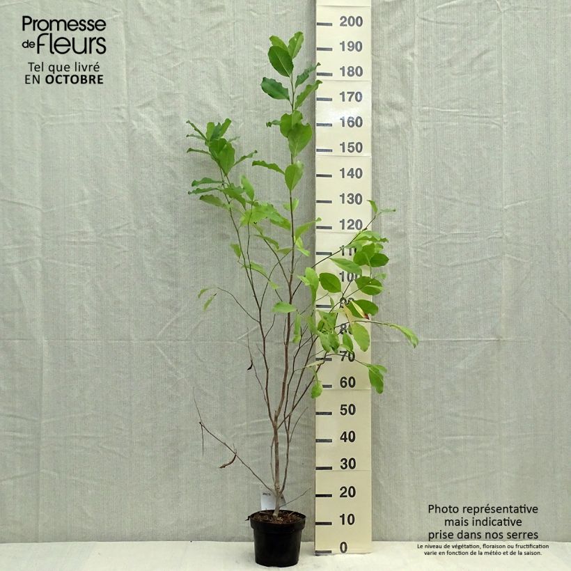 Exemplaar van Magnolia stellata Rosea - Stermagnolia Pot van 2 l/3 l zoals geleverd in de herfst
