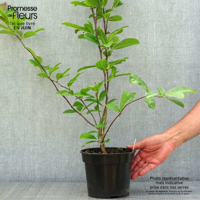 Exemplaar van Magnolia stellata Rosea - Stermagnolia Pot van 2 l/3 l zoals geleverd in de zomer