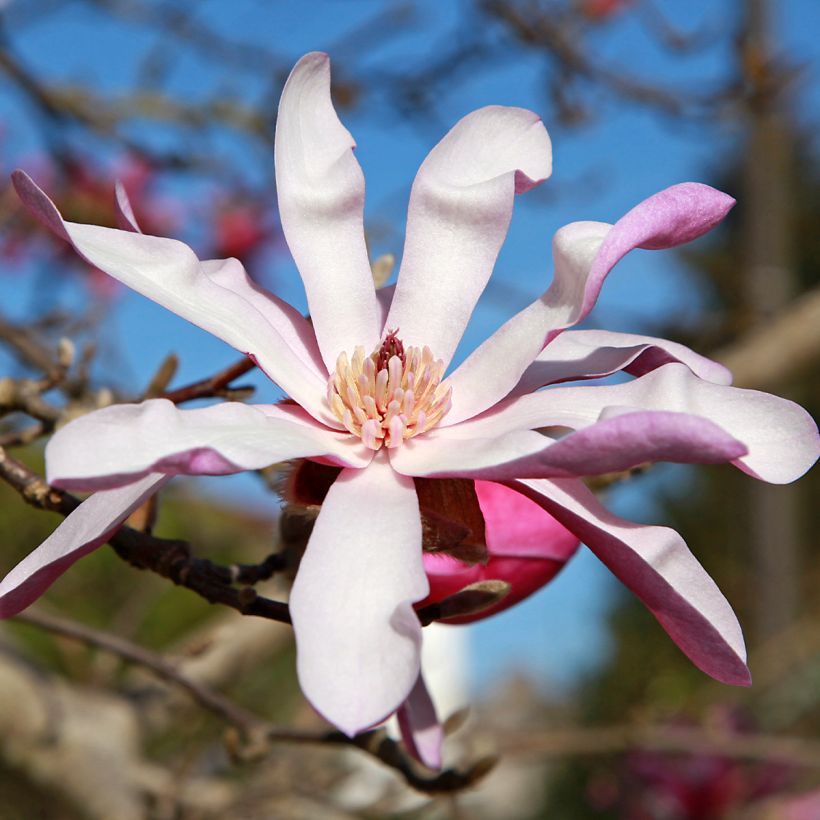 Magnolia stellata Rosea - Stermagnolia (Bloei)
