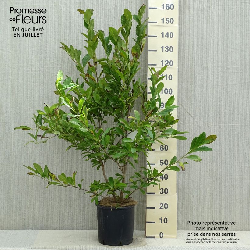 Exemplaar van Magnolia stellata Royal Star - Stermagnolia Pot van 12 l/15 l zoals geleverd in de zomer
