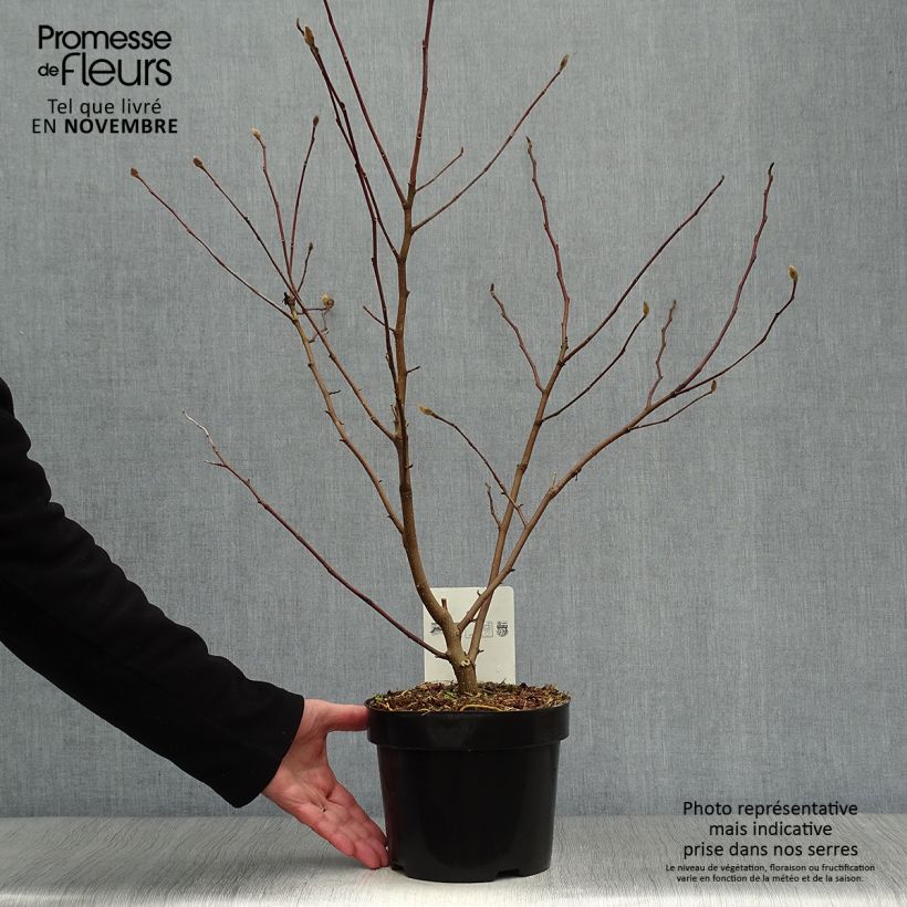 Exemplaar van Magnolia stellata Royal Star - Stermagnolia Pot van 3 l/4 l zoals geleverd in de herfst