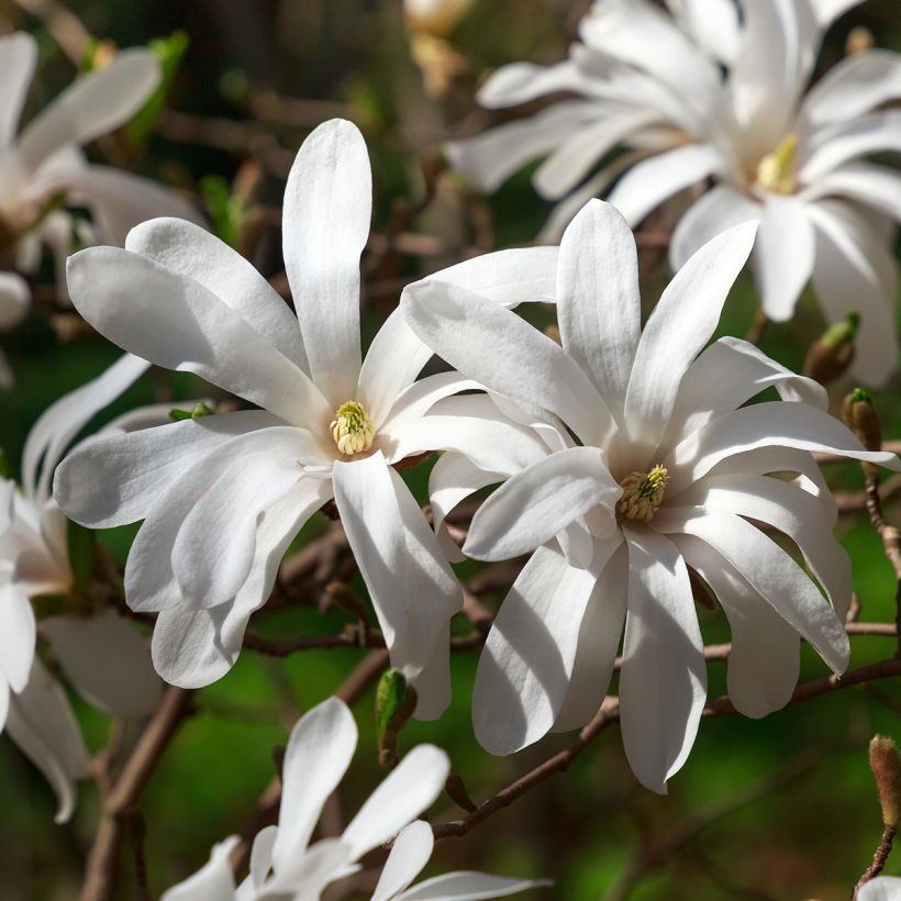 Magnolia stellata - Stermagnolia (Bloei)