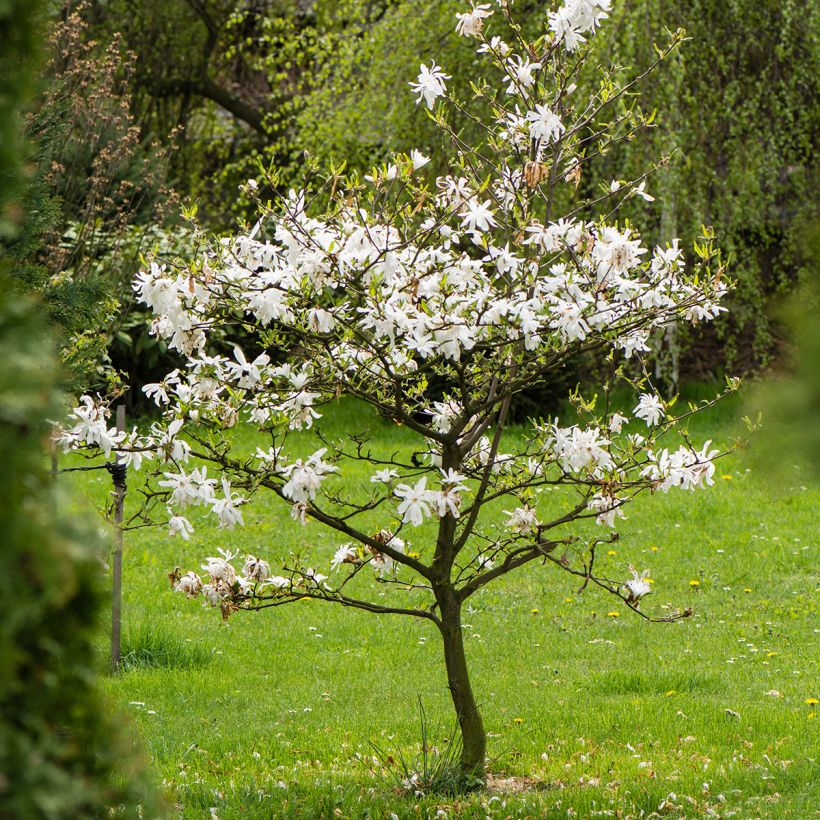 Magnolia stellata - Stermagnolia (Groeiplaats)