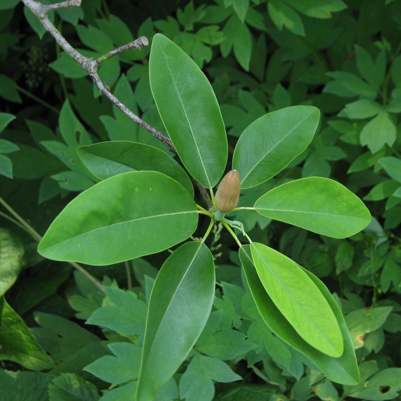 Magnolia virginiana Glauca - Moerasmagnolia (Blad)