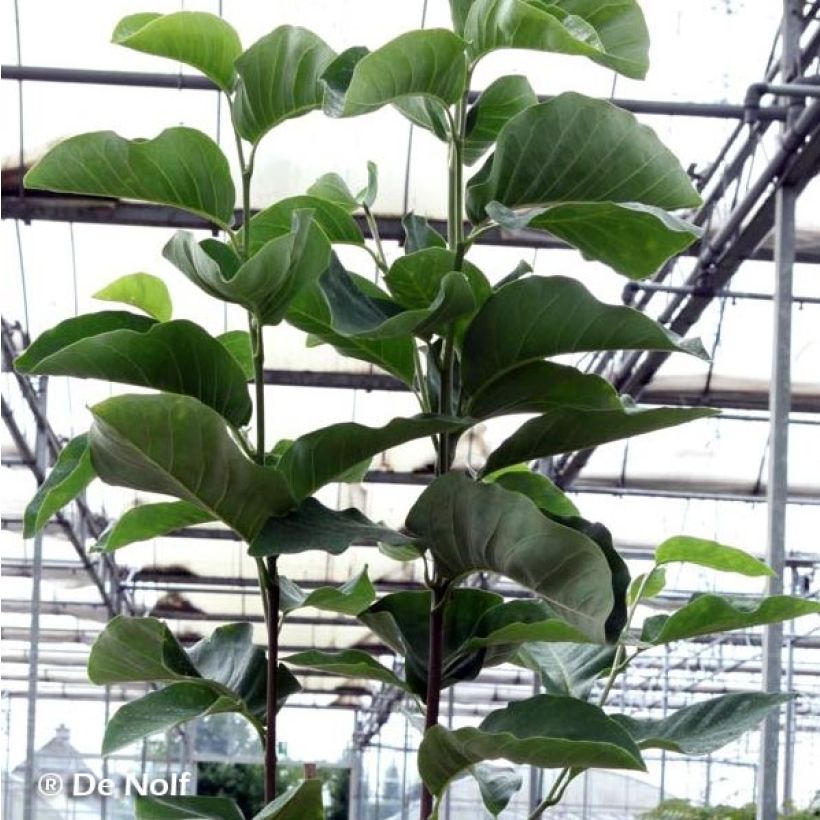 Magnolia loebneri Wildcat - Beverboom (Blad)