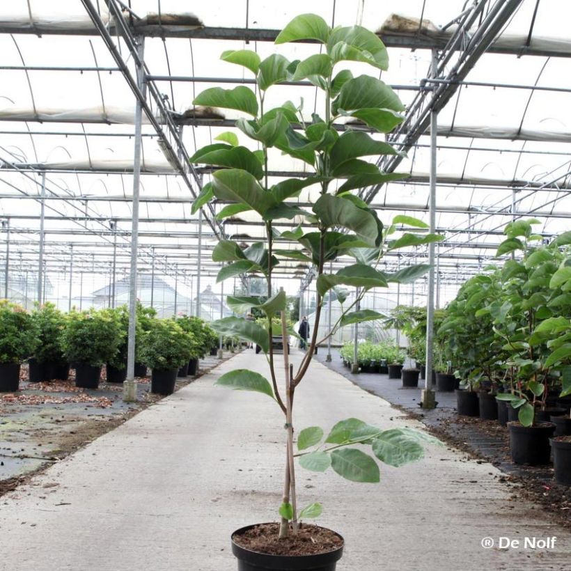 Magnolia loebneri Wildcat - Beverboom (Groeiplaats)