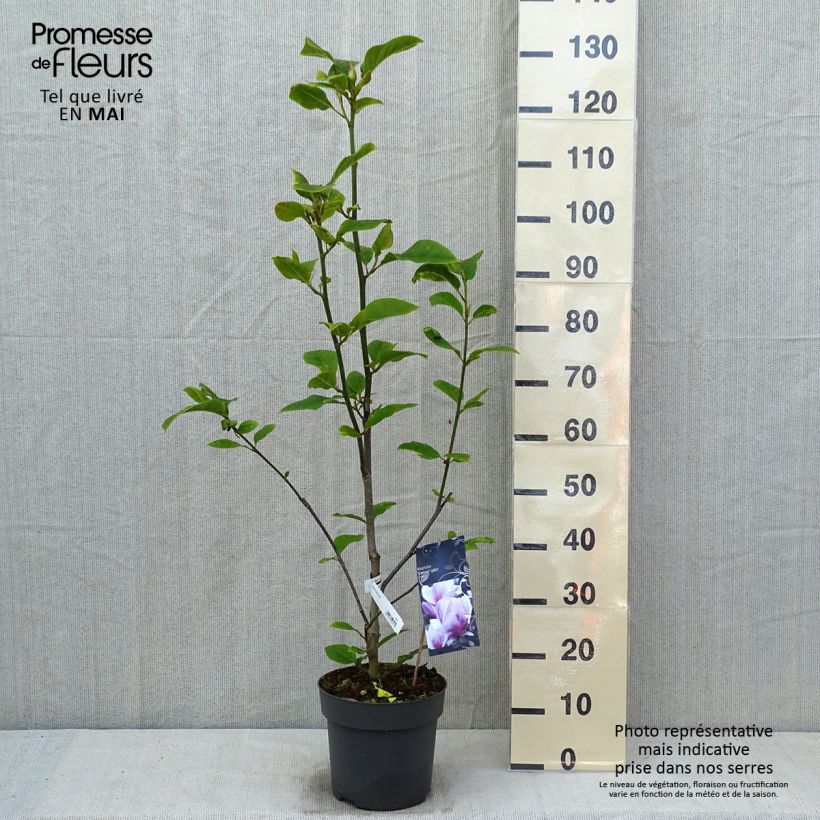 Example of Magnolia soulangeana Cameo - Gewone magnolia Pot van 4 l/5 l as you get in printemps