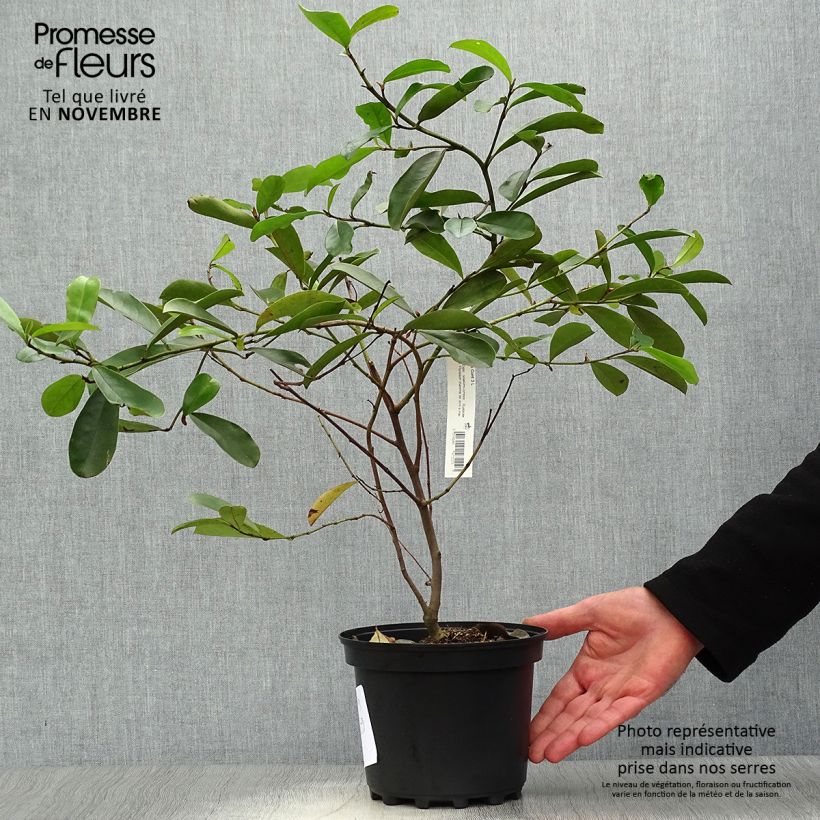 Exemplaar van Magnolia yunnanensis - Bananenstruik Pot van 3 l/4 l zoals geleverd in de herfst