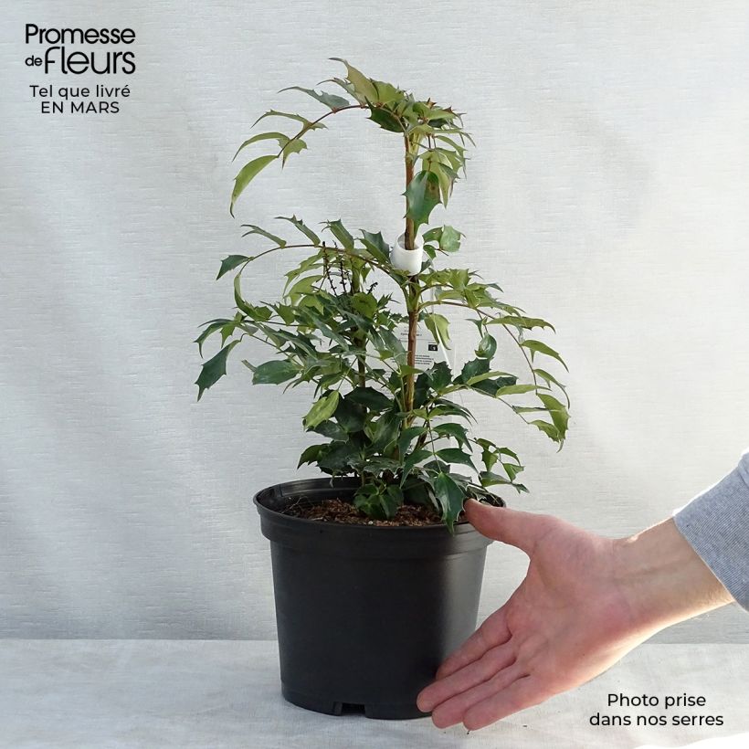 Exemplaar van Mahonia nitens Cabaret - Mahonie Pot van 2 l/3 l zoals geleverd in de lente