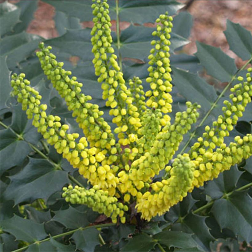 Mahonia japonica Hivernant - Mahonie (Bloei)