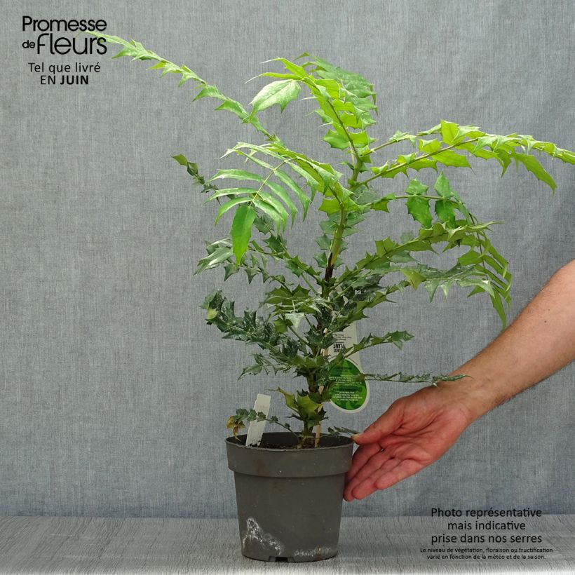 Exemplaar van Mahonia media Charity - Mahoniestruik Pot van 2 l/3 l zoals geleverd in de zomer