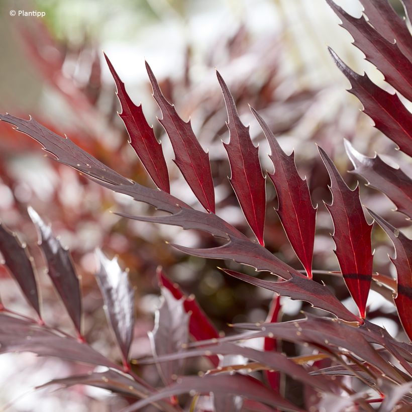 Mahonia Meteor - Chinese mahoniestruik (Blad)