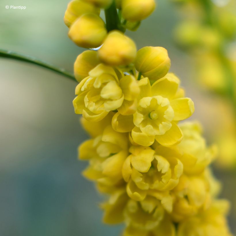 Mahonia Meteor - Chinese mahoniestruik (Bloei)