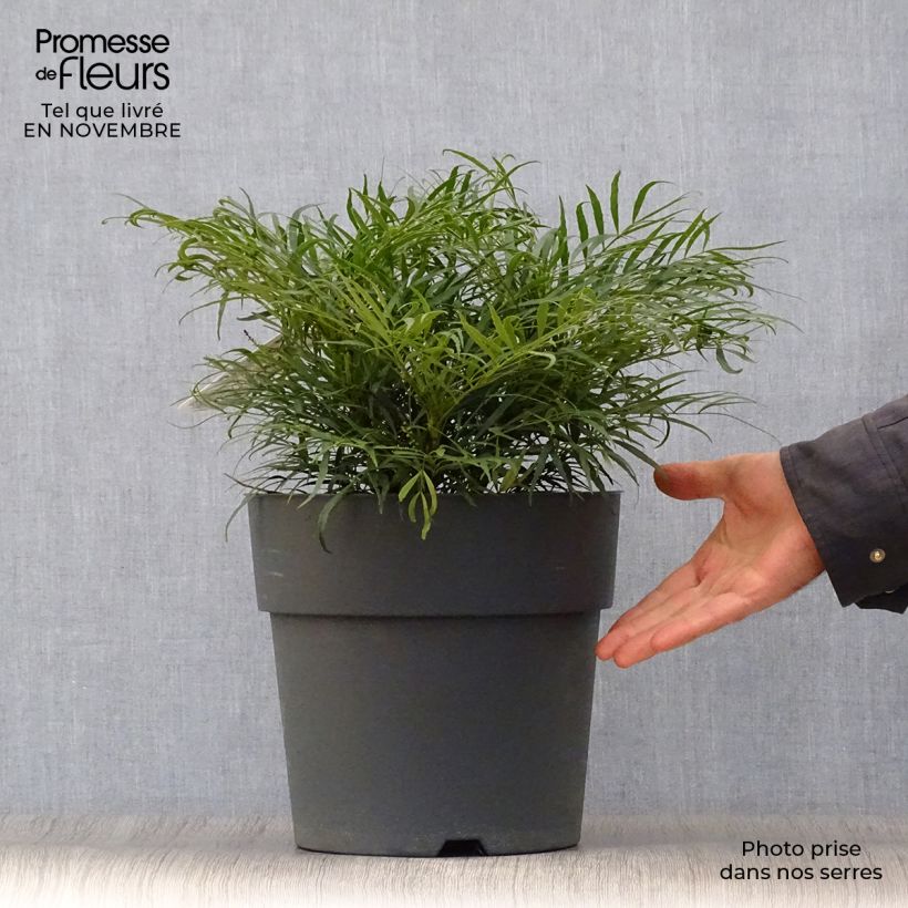 Exemplaar van Mahonia Soft Caress - Mahonie Pot van 7,5 l/10 l zoals geleverd in de herfst