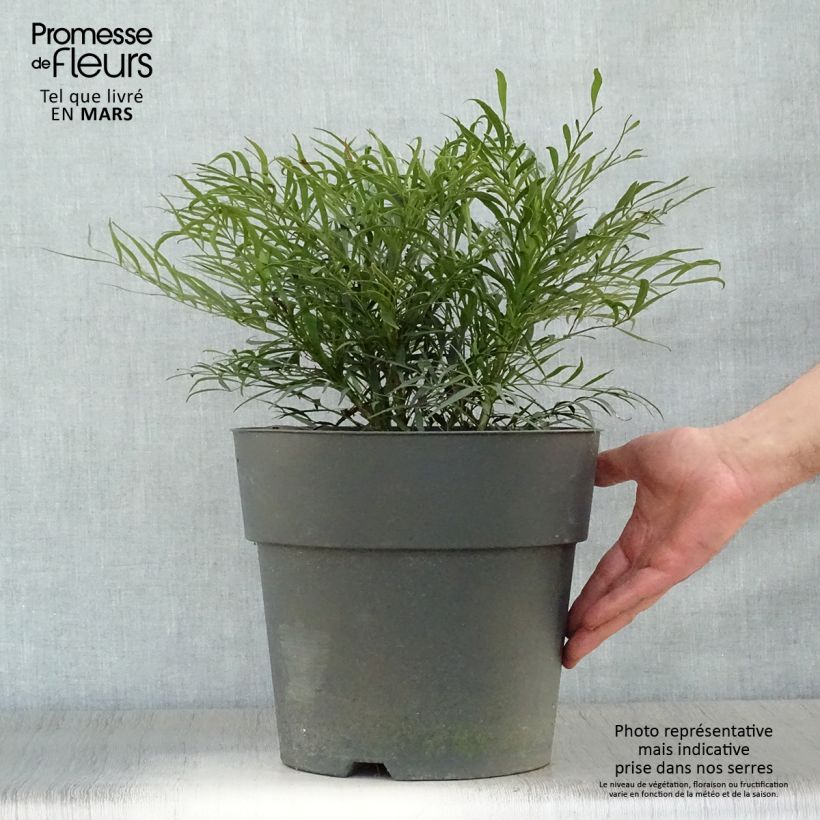 Exemplaar van Mahonia Soft Caress - Mahonie Pot van 7,5 l/10 l zoals geleverd in de lente