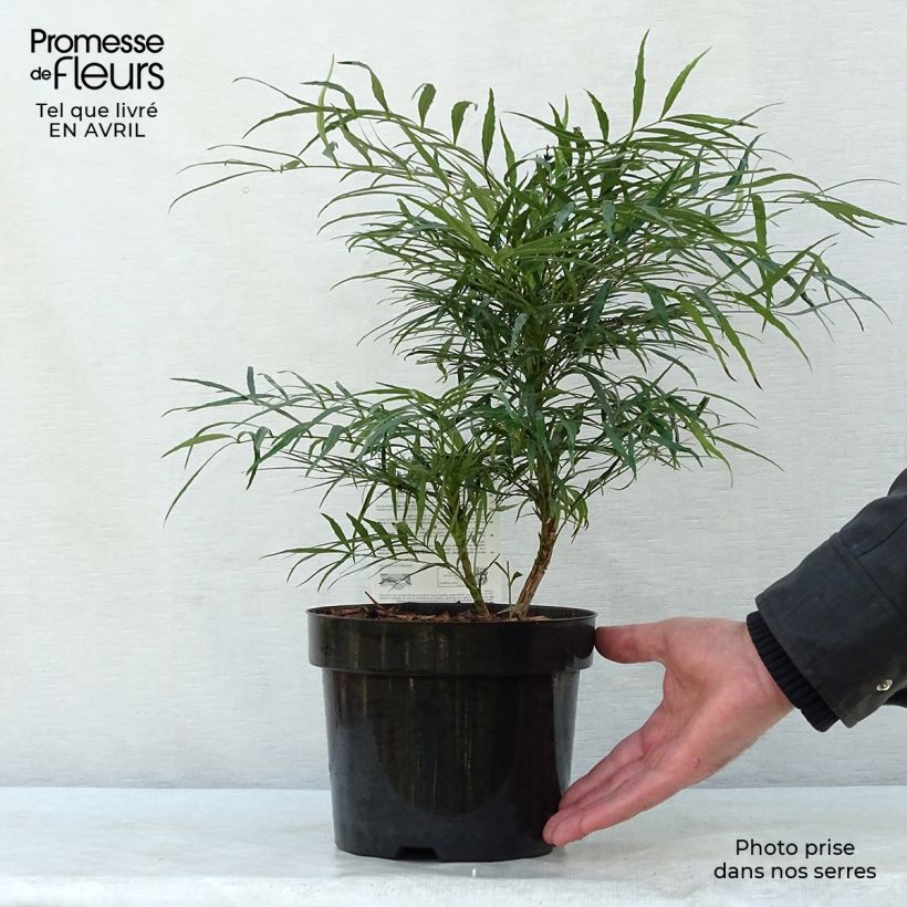 Exemplaar van Mahonia Soft Caress - Mahonie Pot van 3 l/4 l zoals geleverd in de lente