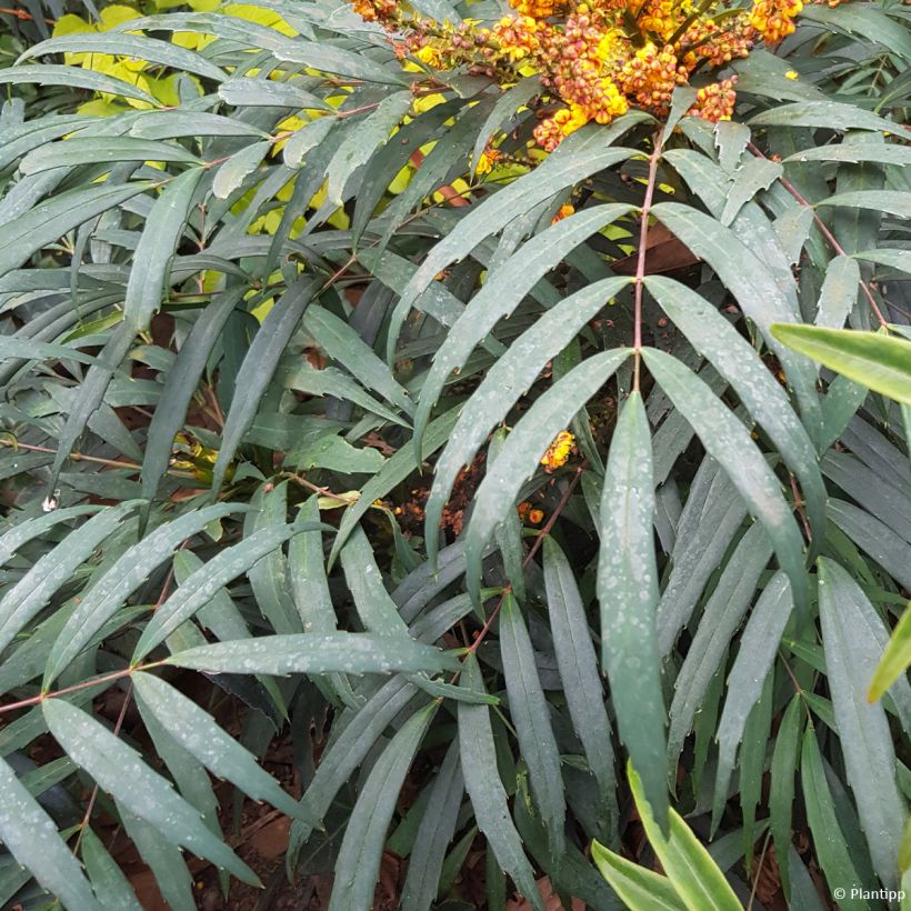 Mahonia Volcano - Chinese mahoniestruik (Blad)