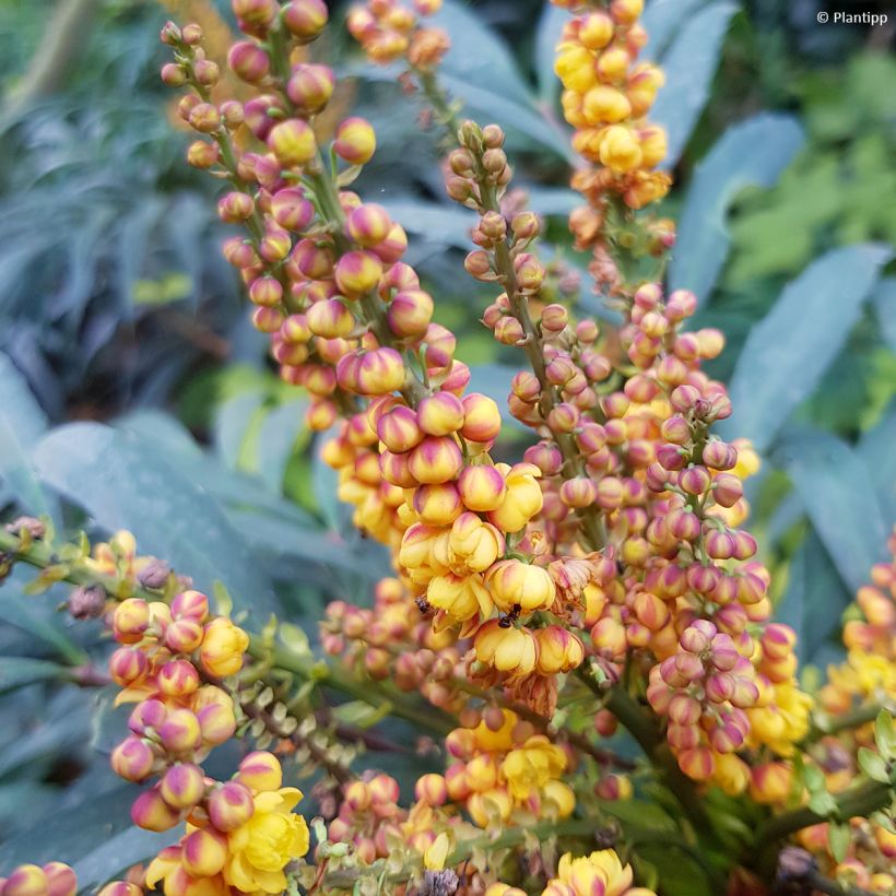Mahonia Volcano - Chinese mahoniestruik (Bloei)