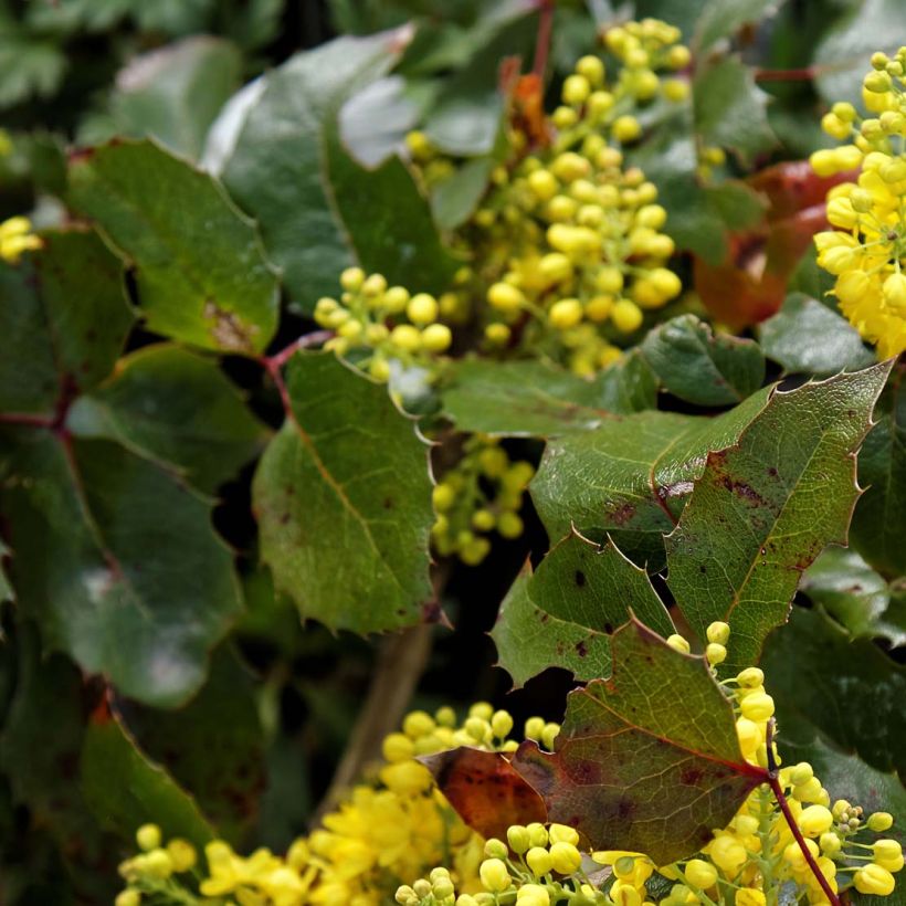 Mahonia aquifolium Apollo - Mahonie (Blad)