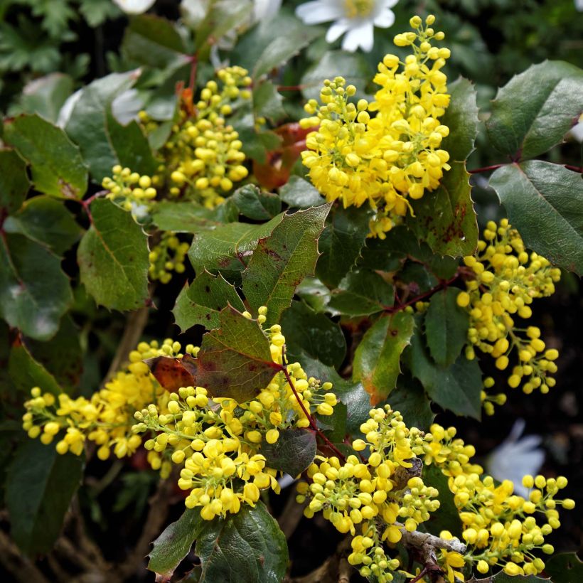 Mahonia aquifolium Apollo - Mahonie (Bloei)