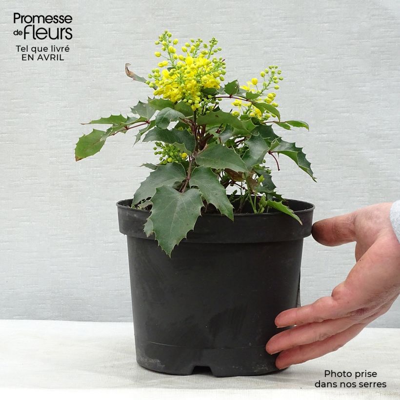 Exemplaar van Mahonia aquifolium Apollo - Mahonie Pot van 2 l/3 l zoals geleverd in de lente
