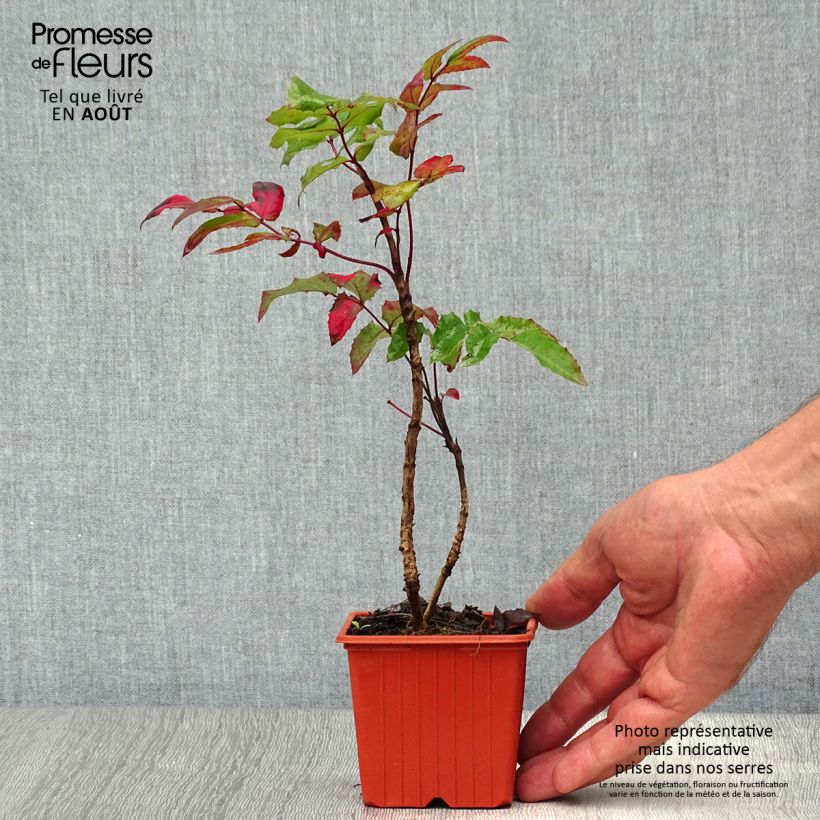 Exemplaar van Mahonia aquifolium - Mahonie Kweekpotje van 8/9 cm zoals geleverd in de zomer