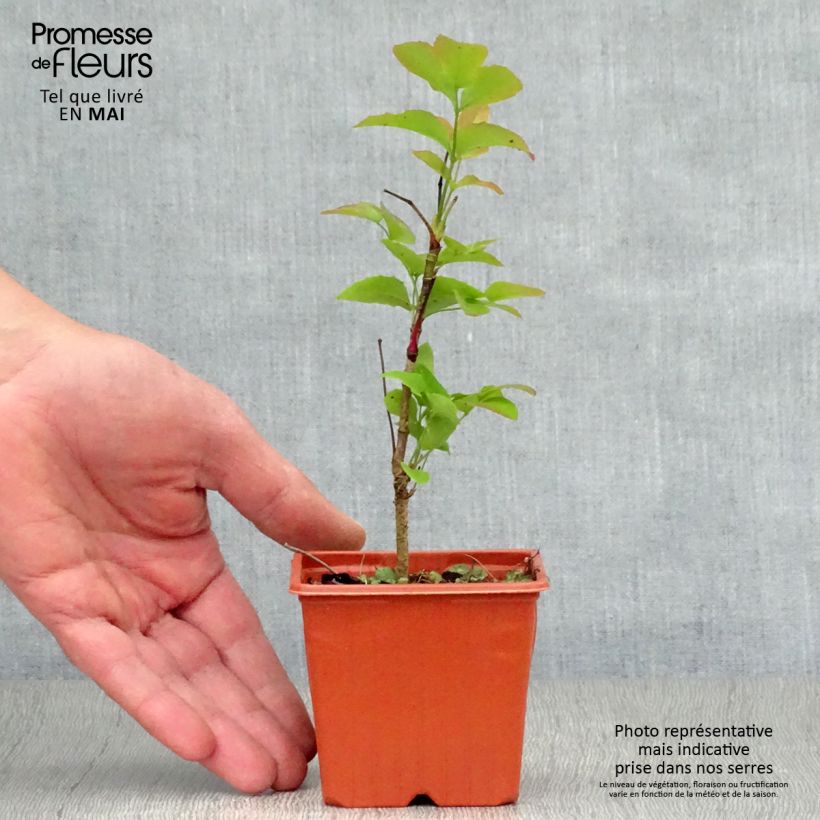 Exemplaar van Mahonia aquifolium - Mahonie Kweekpotje van 8/9 cm zoals geleverd in de lente