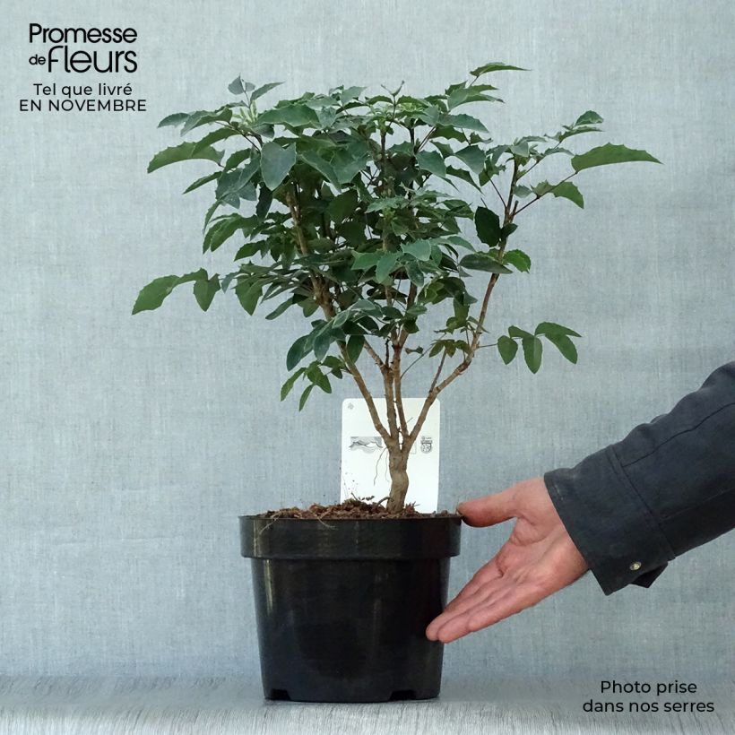 Exemplaar van Mahonia aquifolium - Mahonie Pot van 2 l/3 l zoals geleverd in de herfst