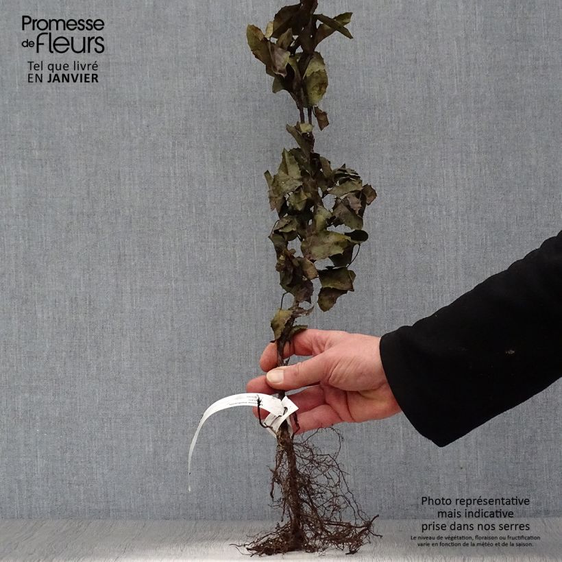 Exemplaar van Mahonia aquifolium - Mahonie Naakte wortel zoals geleverd in de winter