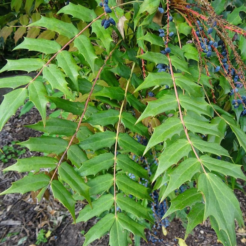 Mahonia bealei - Mahonie (Blad)