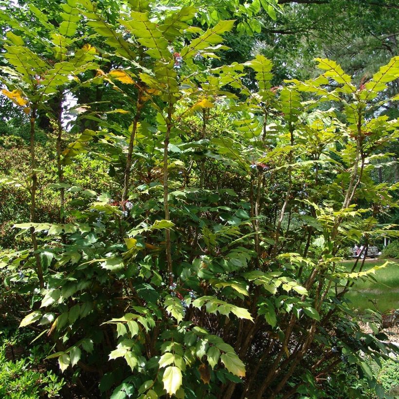 Mahonia bealei - Mahonie (Groeiplaats)
