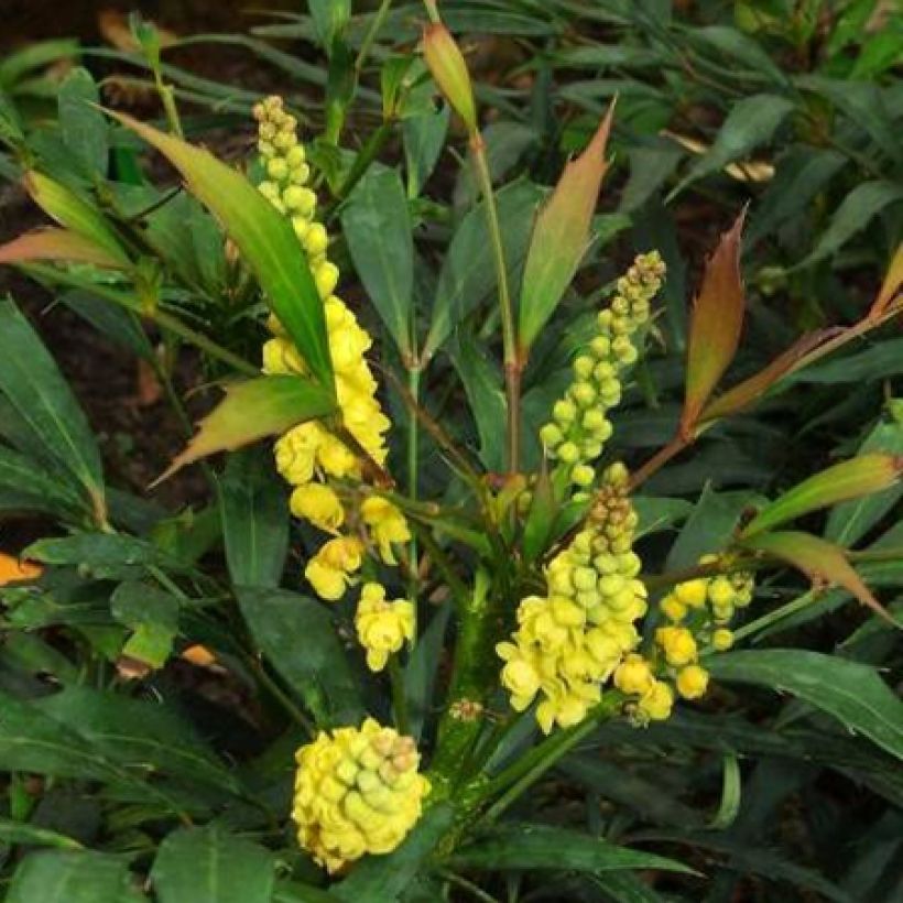 Mahonia eurybracteata Sweet Winter - Mahonie (Flowering)