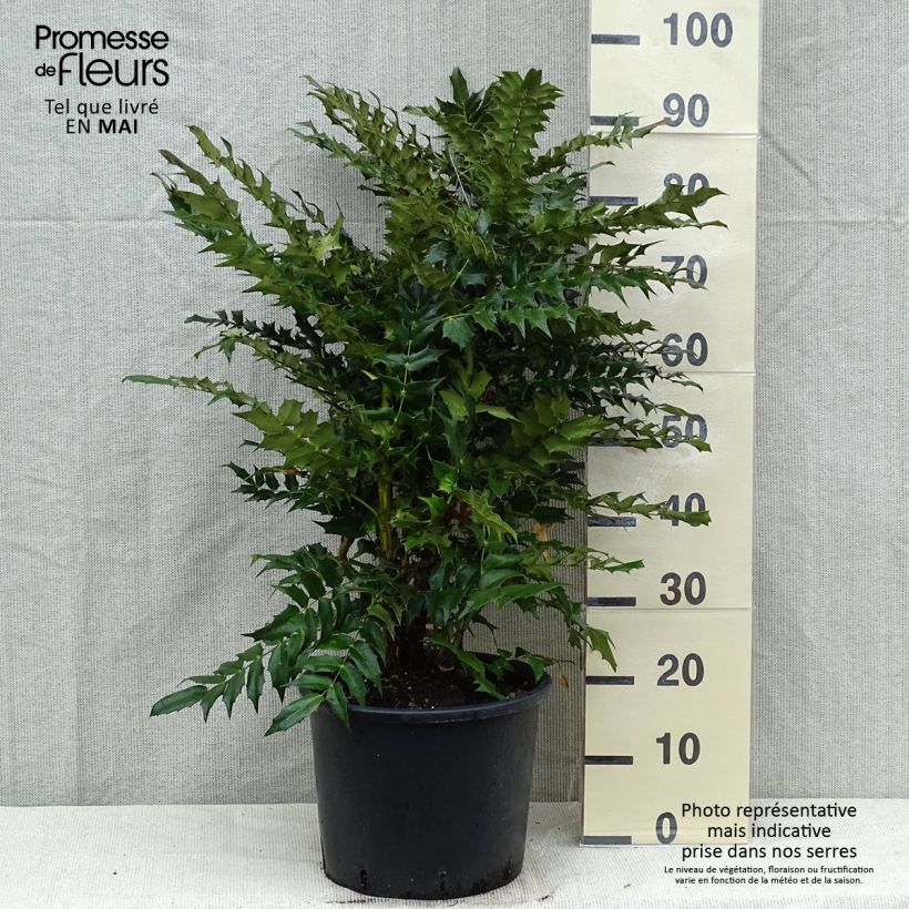 Example of Mahonia media Winter Sun - Mahoniestruik Pot van 7,5 l/10 l as you get in printemps