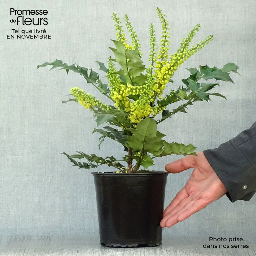 Exemplaar van Mahonia media Winter Sun - Mahoniestruik Pot van 2 l/3 l zoals geleverd in de herfst