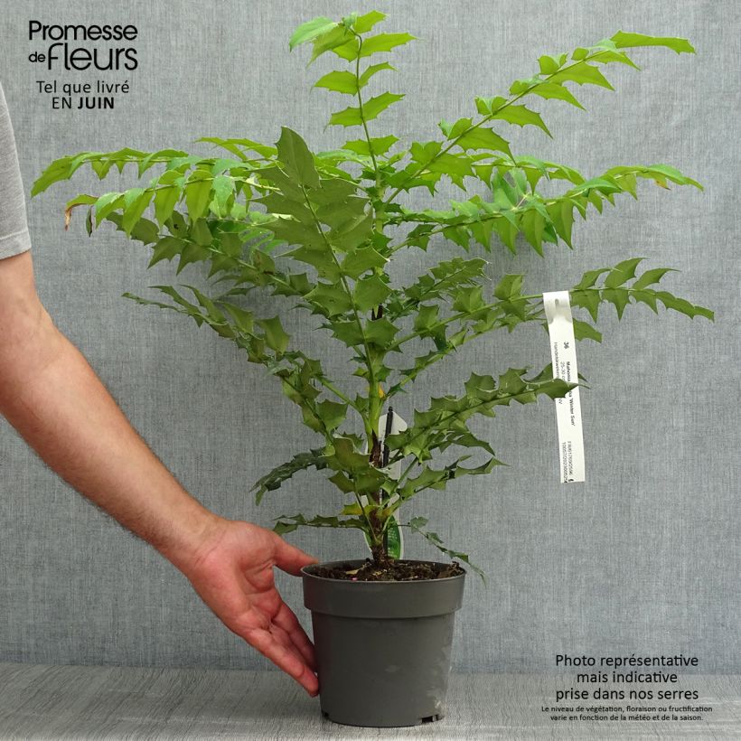 Exemplaar van Mahonia media Winter Sun - Mahoniestruik Pot van 2 l/3 l zoals geleverd in de zomer