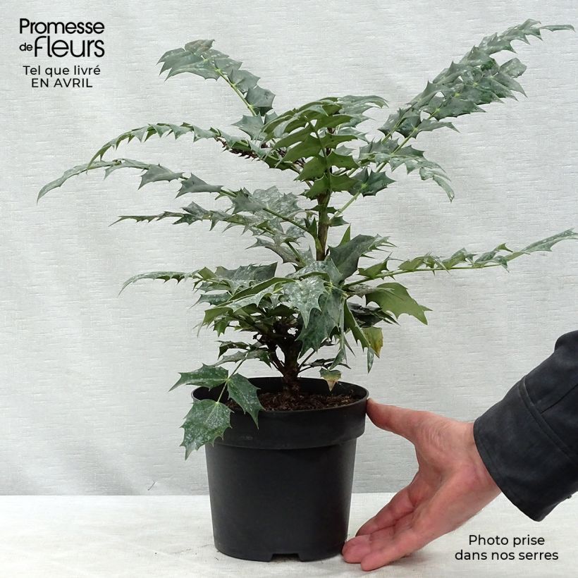 Example of Mahonia media Winter Sun - Mahoniestruik Pot van 2 l/3 l as you get in printemps