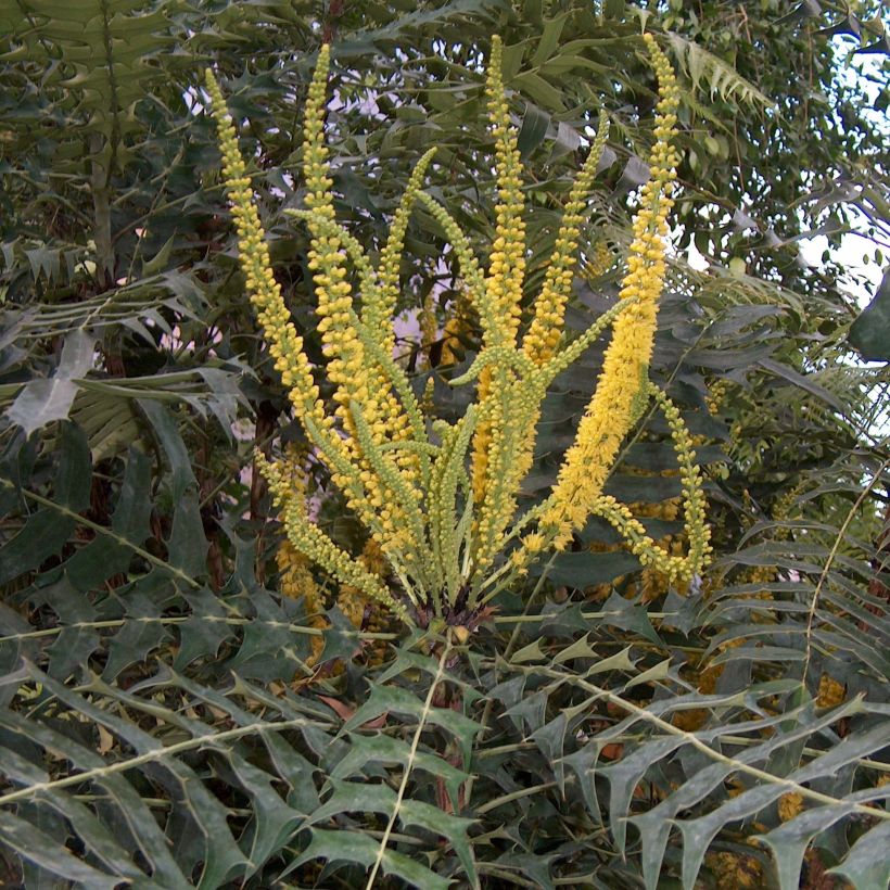 Mahonia oiwakensis lomariifolia - Mahoniestruik (Bloei)