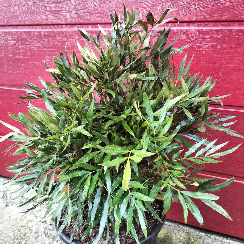 Mahonia sinensis - Mahoniestruik (Groeiplaats)