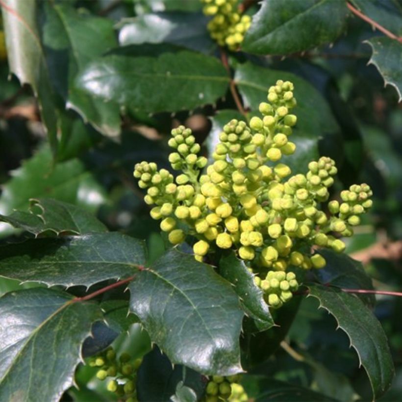 Mahonia Pinnacle - Mahonie (Bloei)