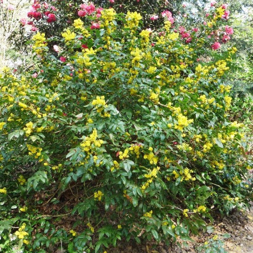 Mahonia Pinnacle - Mahonie (Groeiplaats)