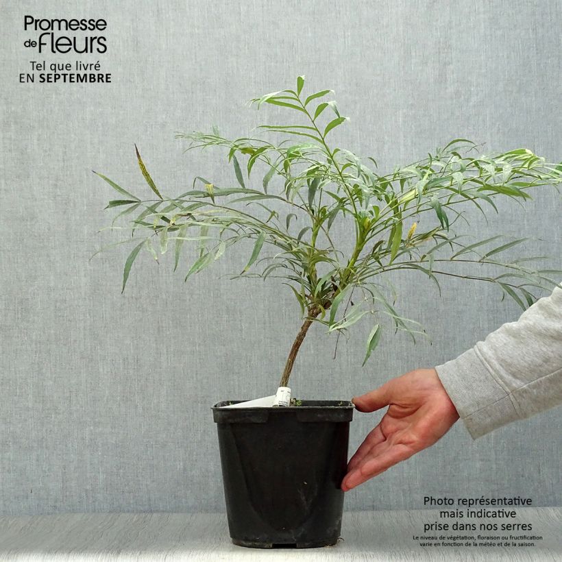 Exemplaar van Mahonia eurybracteata Sweet Winter - Mahonie Pot van 3 l/4 l zoals geleverd in de herfst