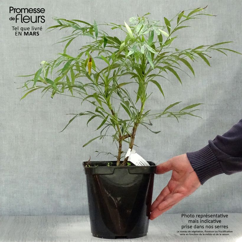 Example of Mahonia eurybracteata Sweet Winter - Mahonie Pot van 3 l/4 l as you get in printemps