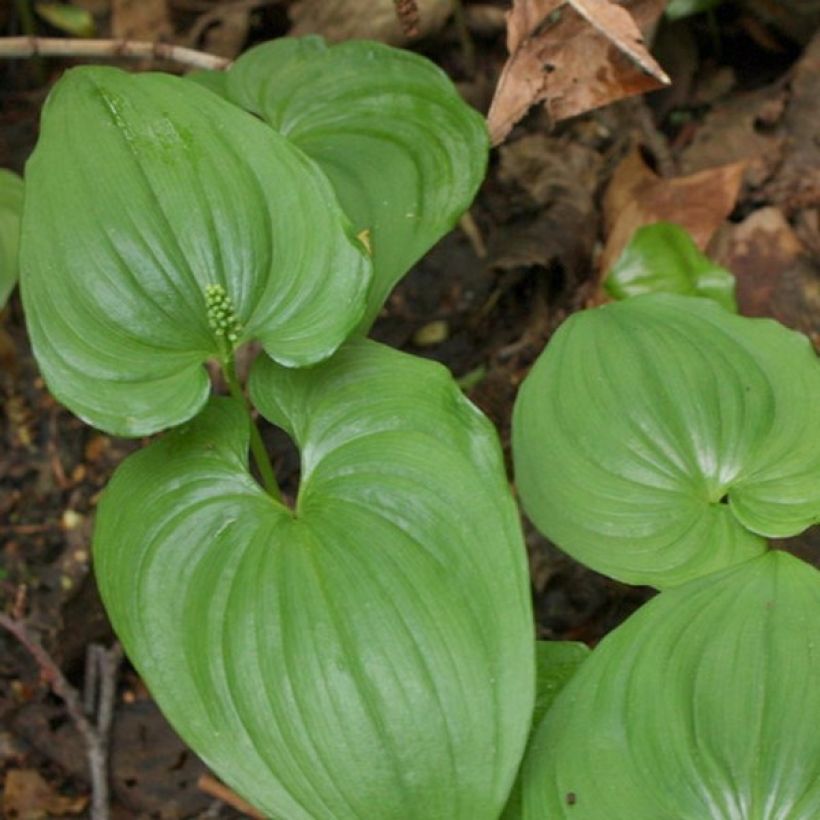 Maianthemum bifolium - Dalkruid (Blad)